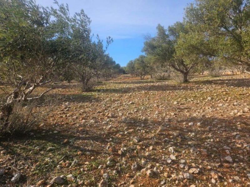 Agios Nikolaos Kreta, Agios Nikolaos: Großes Baugrundstück mit herrlichem Meerblick zu verkaufen Grundstück kaufen